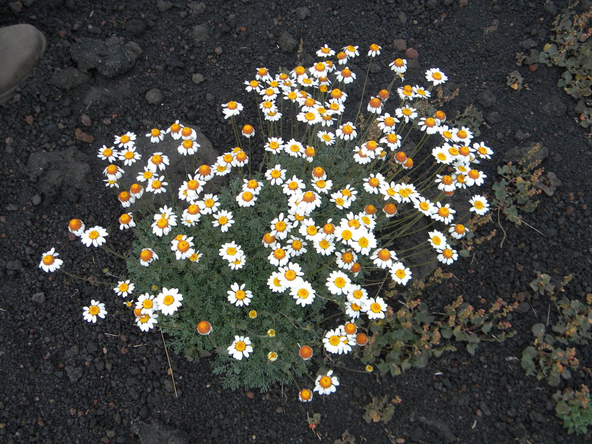 DSCN9520 .JPG